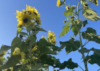 Sunflowers